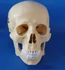 Human Structure Life-Size Skull manufacturer