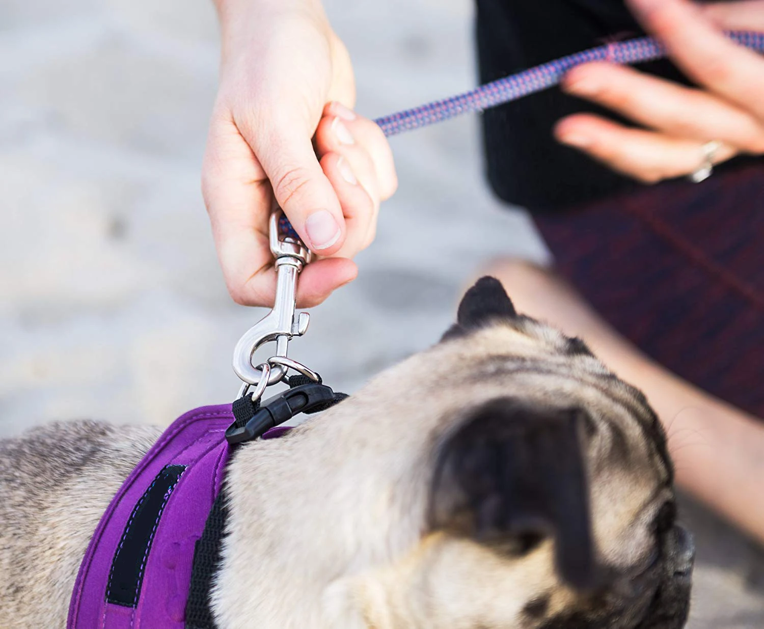 pug life harness website