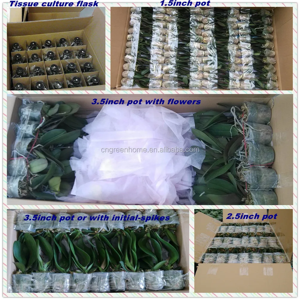 Flask and Flower packing-1.jpg