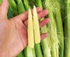 yummy baby corn in tins