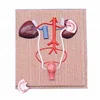 Teaching resource horse kidney and urinary anatomical model