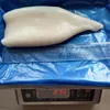 Squid Variety and Box Packaging frozen Squid tube