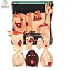 High Quality Emergency Injury Testing Model