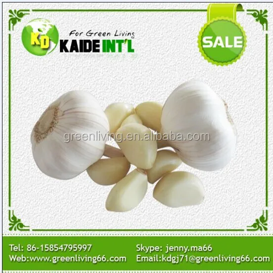 garlic bulb farm