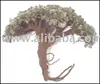 herbs medicine for control of diabetes