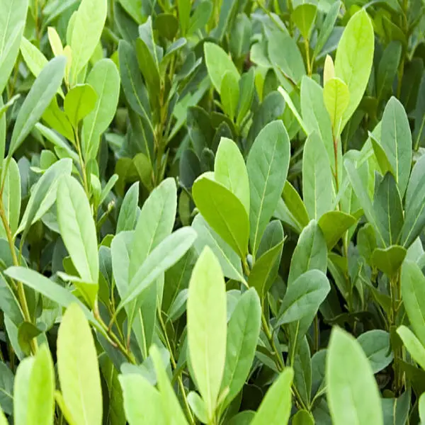 Yerba Mate Extract 1