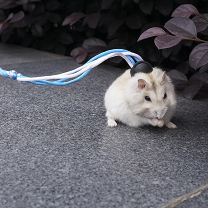 syrian hamster leash