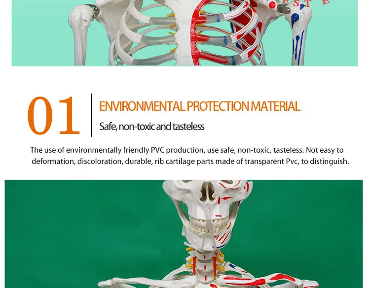 8 Life size skeleton.jpg