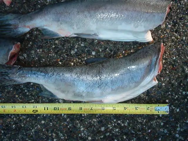 alaskan pink salmon