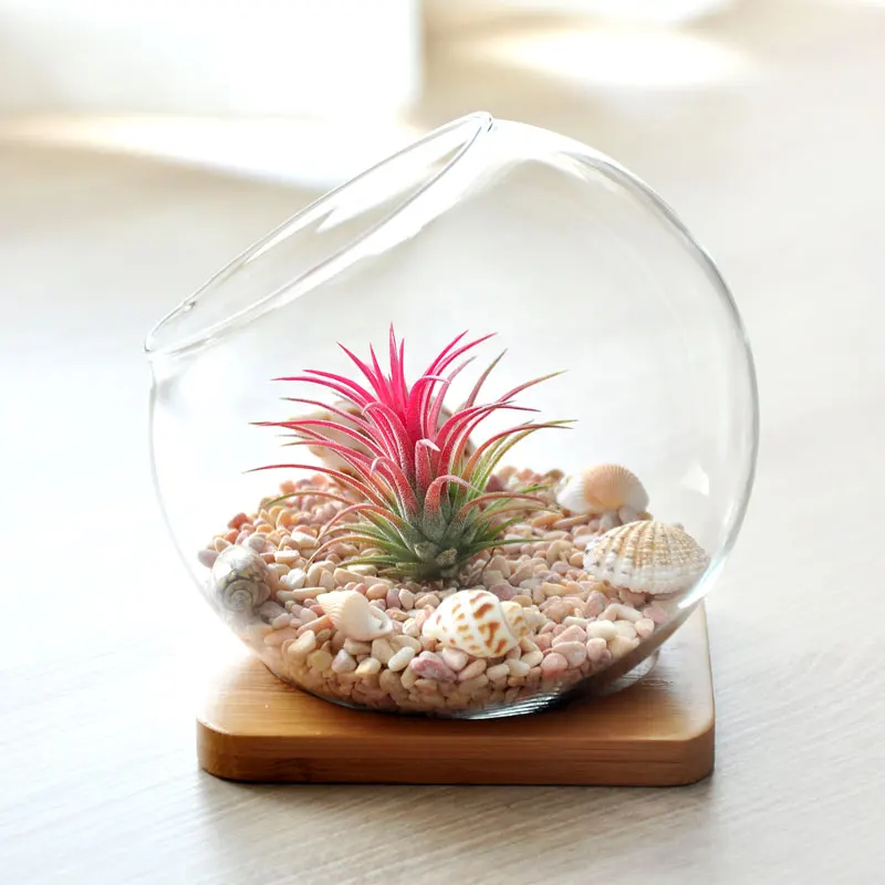 

Hand made mouth blown glass terrarium with wood stand, Clear