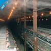 Acefog cool mist humidifier misting system poultry house fogging system