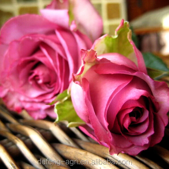 beauty-2