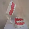 human anatomical teeth model / dental care model the removable teeth