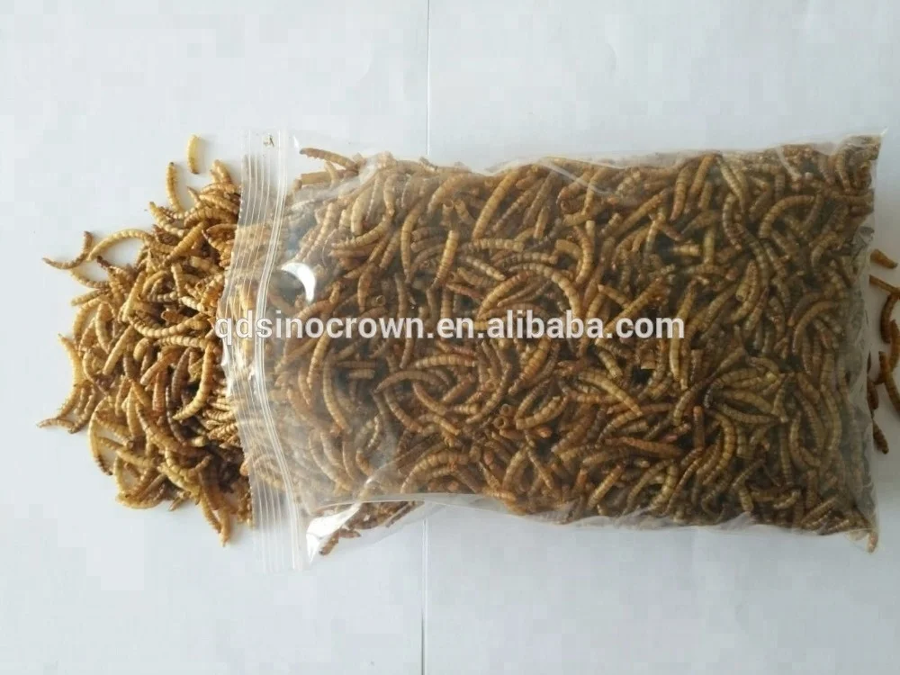 Dried-mealworms-pet-food-fish-food-bird.jpg