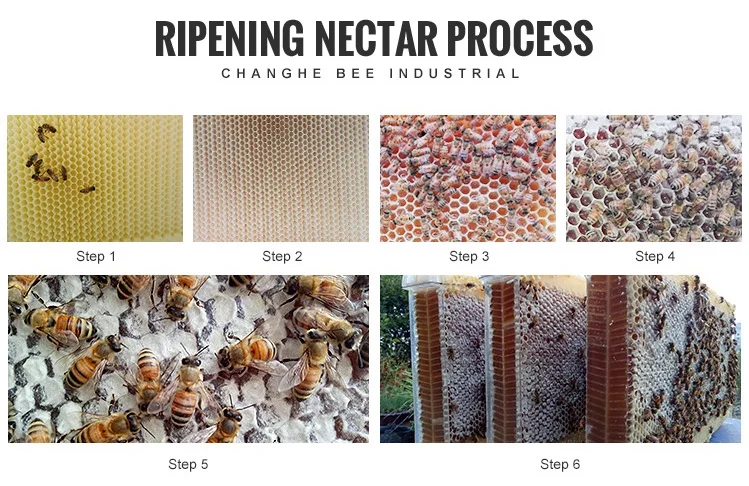 ripenning nectar process.png