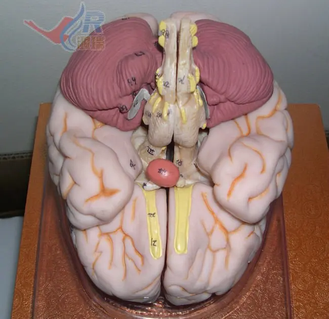 Isoデラックス脳解剖学モデル 人間の脳3dモデル Buy 人間の脳 3d モデル 教育脳モデル 教育モデル Product On Alibaba Com