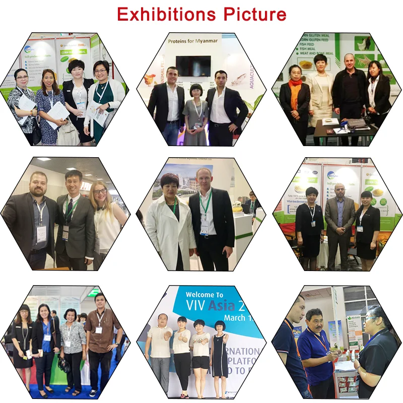 Corn Gluten Meal Min60 Protein Animal Feed Poultry And Livestocks Bulk