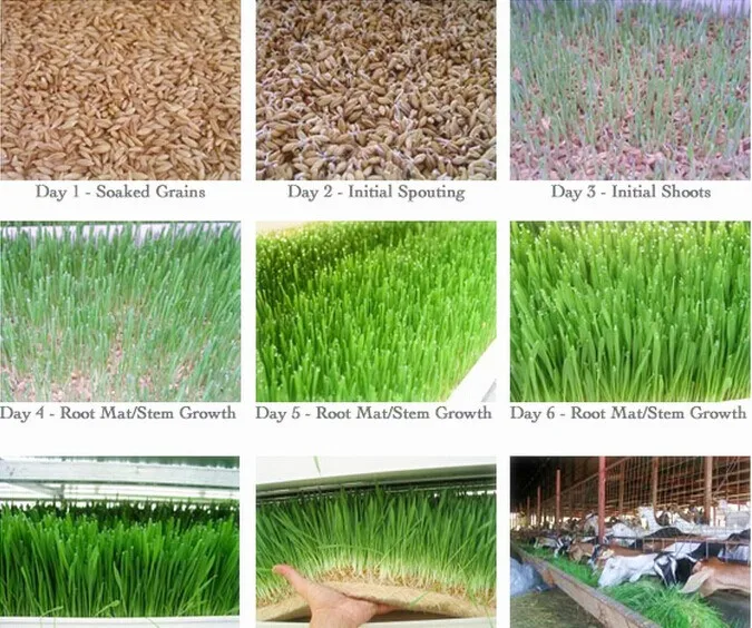 Hydroponic microgreen trays sprouting barley fodder growing systems