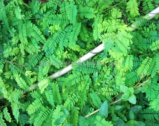 
Abrus Herb from Abrus cantoniensis Hance dried whole parts,herb medicine 