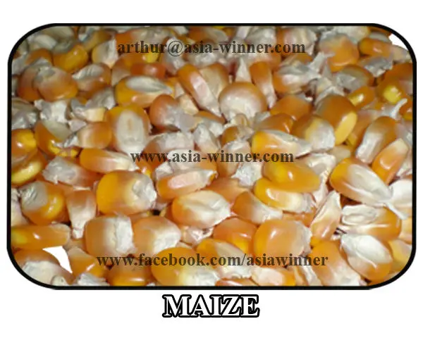 MAIZE.jpg