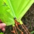 Toucan 2 Person Lightweight Backpacking Camping Ultralight ...