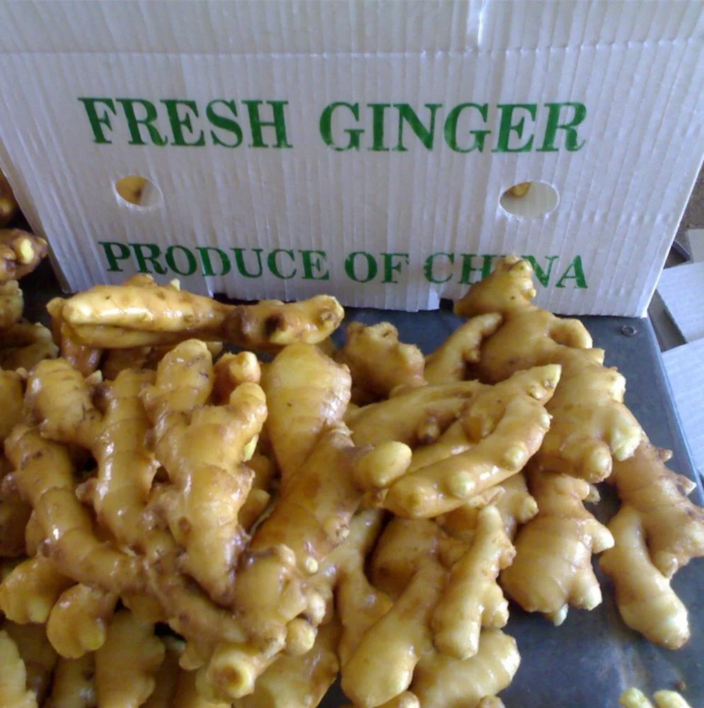 ginger-fresh pvc.jpg