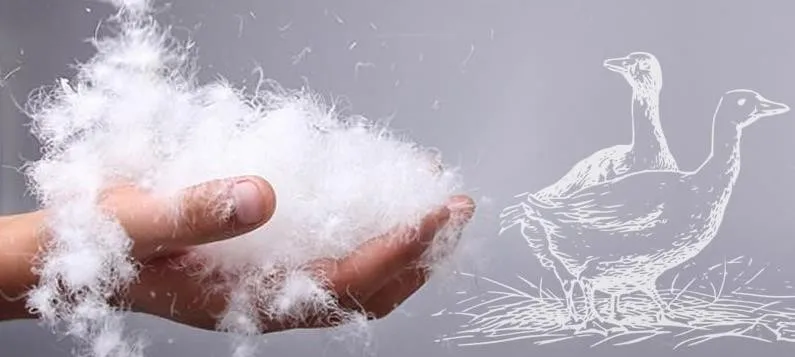 洗白色鸭绒羽毛 - buy 白鸭羽毛,羽绒,水洗白鸭羽绒 product on