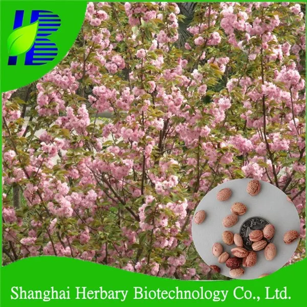 Verse cherry blossom tree zaden, leveren verschillende soorten bonsai boom zaden voor groeiende