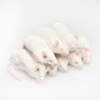 Frozen Mouse Frozen Adult Mice and Rats for Reptile Feeder