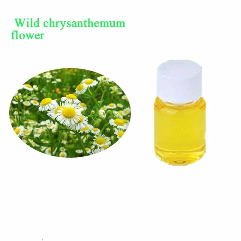 Y1171 Wholesale High Quality Wild Chrysanthemum Flower Oil Buy Wild Chrysanthemum Flower Oil
