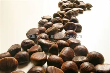 chestnut sweet fresh shell wholesale chestnuts larger