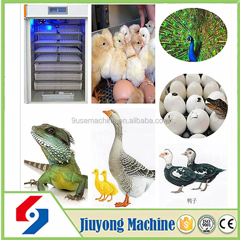 incubator egg for 100000 egg