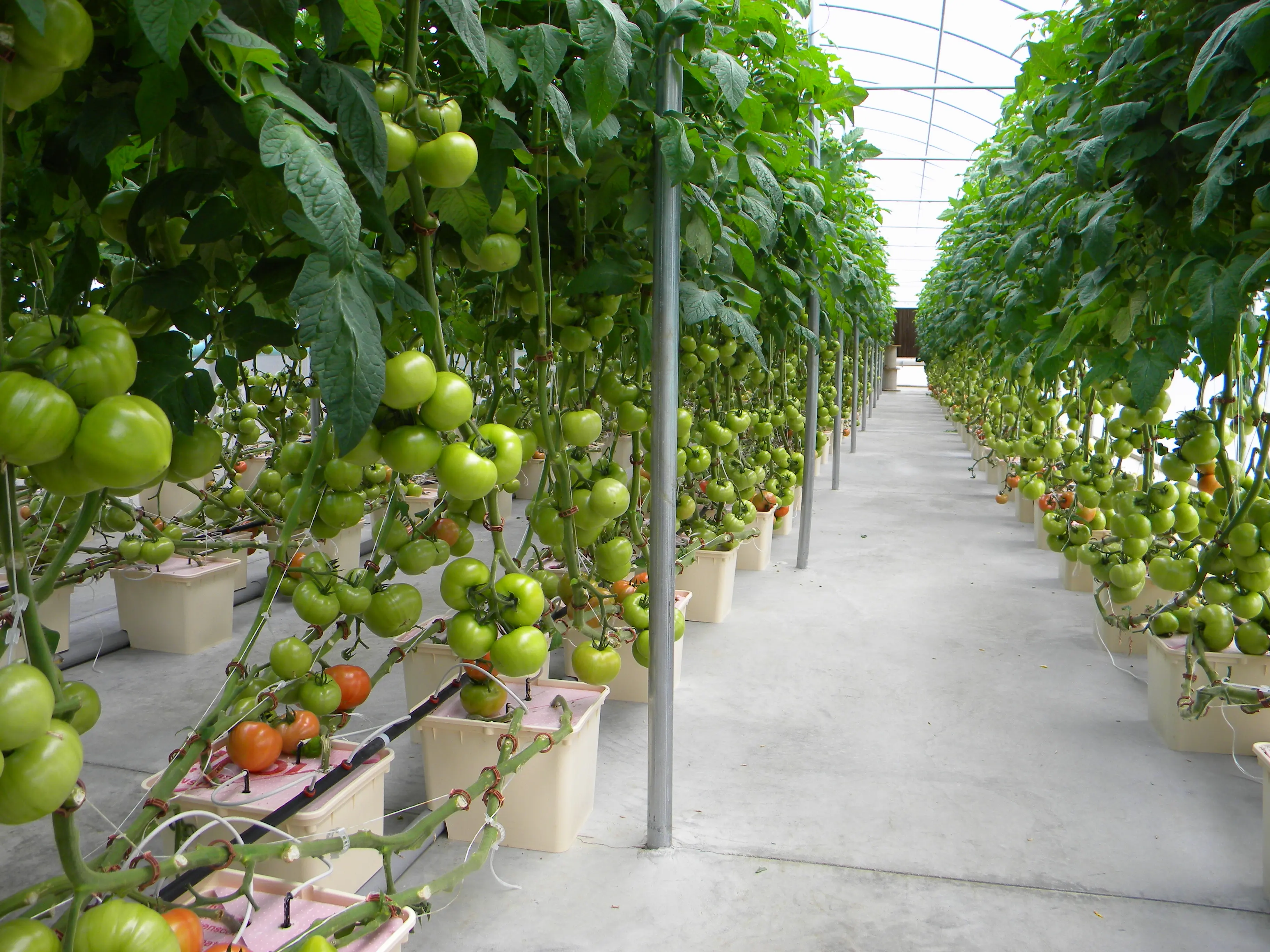 Tomatoes Hydroponics Bucket Dutch Pot Hydroponic System ...