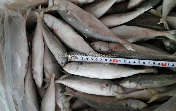 horse mackerel 6.jpg