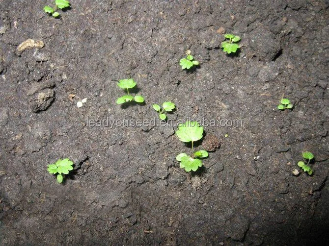 SB01 Fairy new arrival high quality f1 hybrid strawberry seeds for growing2.jpg