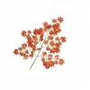 Mini red maple
