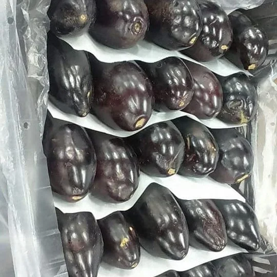 
wholesale fresh black eggplant from Egypt 
