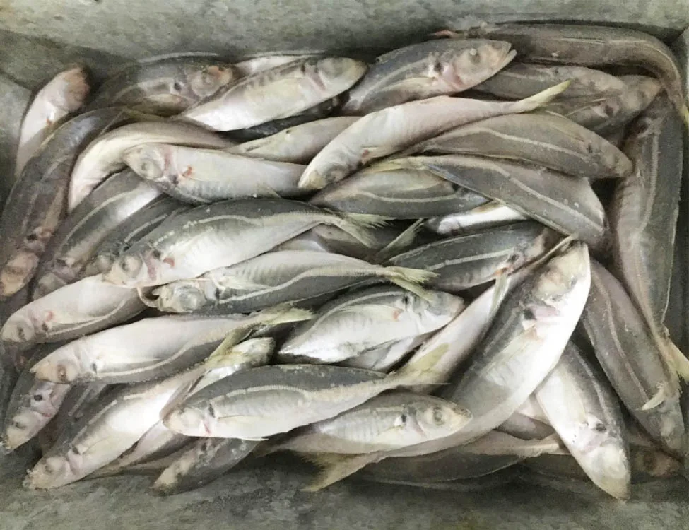 中国竹荚鱼鲭鱼月-月件 - buy 中国 scad 鲭鱼,scad 鲭鱼鱼 10-12 件