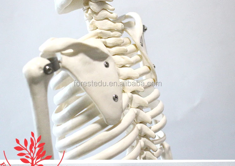 12 Anatomy skeleton.jpg