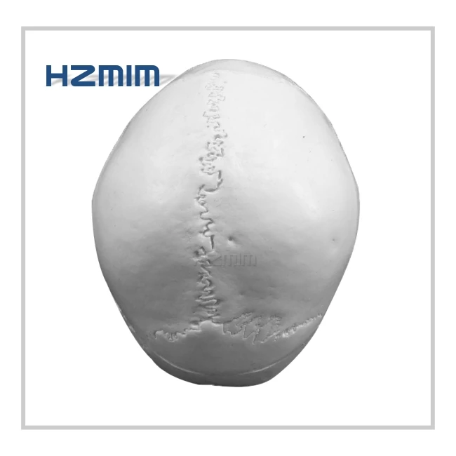 skull anatomy model.jpg