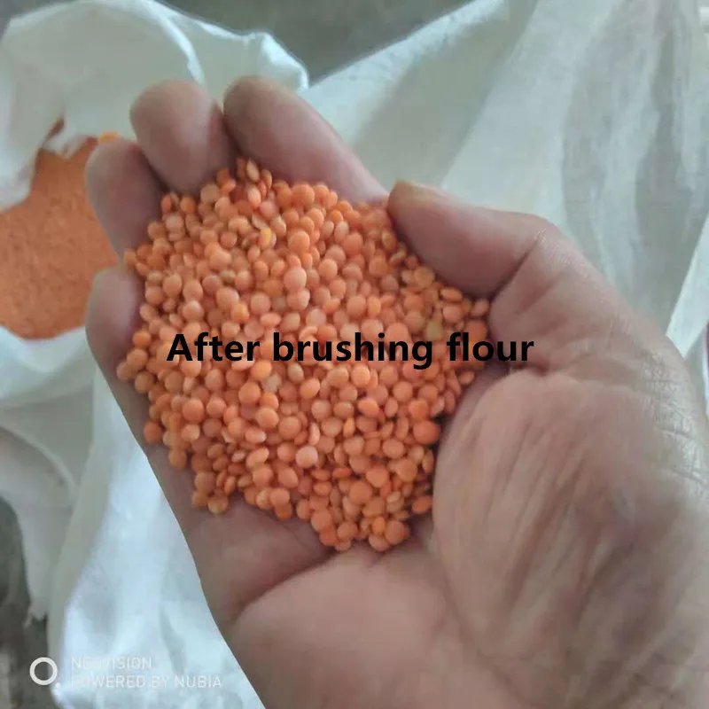 lentil 1