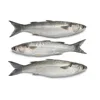 2016 new arrival pure seafood frozen Grey mullet