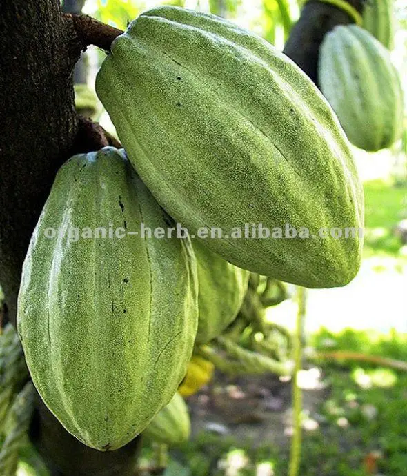 baobab extract 10:1 natural fruit acid