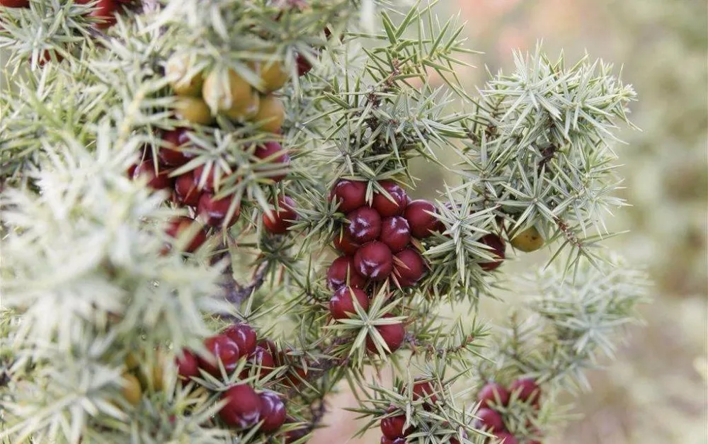 factory supply juniper berry extract / juniper berry p.e.