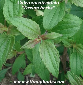 Calea Zacatechichi Dream Herbs Plant View Calea Zacatechichi