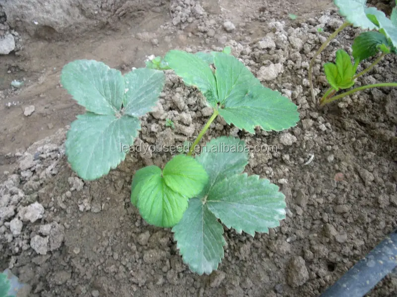 SB01 Fairy new arrival high quality f1 hybrid strawberry seeds for growing3.jpg