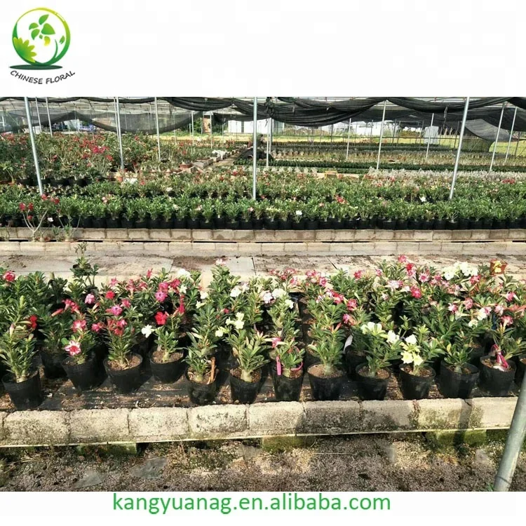 
Taiwan grafted colorful Adenium Obesum Desert Rose plants 