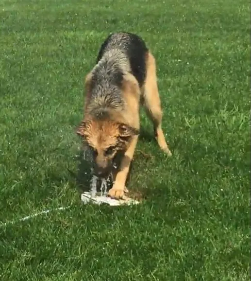 

super september promotion dog outdoor water fountain