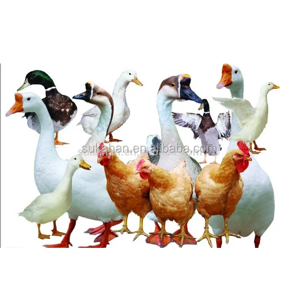 
SUKAHAN Poultry Feed Premixes / Probiotics Additive 