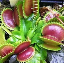100 seeds/pack grass family food Cordyceps seeds weird magic Venus Flytrap Seed Insectivorous Plant Seeds